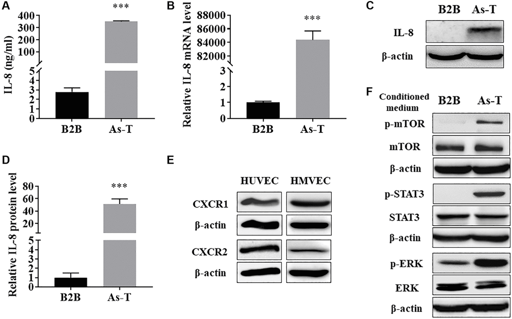 As-T cells released higher level of IL-8, which activated the IL-8 pathway in endothelial cells via the paracrine effect. (A) The protein levels of IL-8 in CM from B2B and As-T cells were measured using ELISA assay. ***p B) The mRNA level of IL-8 was measured using qRT-PCR. ***p C) The protein level of IL-8 in B2B and As-T cells was determined using immunoblotting assay. (D) Quantification of the immunoblotting results using Image Lab software. ***p E) The protein expression of IL-8 receptors, CXCR1 and CXCR2, in HUVECs (left) and HMVECs (right) was determined using immunoblotting assay. (F) HUVECs were starved overnight and then treated with CM from B2B or As-T cells for 6 h. The expression of IL-8/IL-8R signaling pathway molecules, p-mTOR, mTOR, p-STAT3, STAT3, p-ERK, ERK, and β-actin was analyzed using immunoblotting assay.