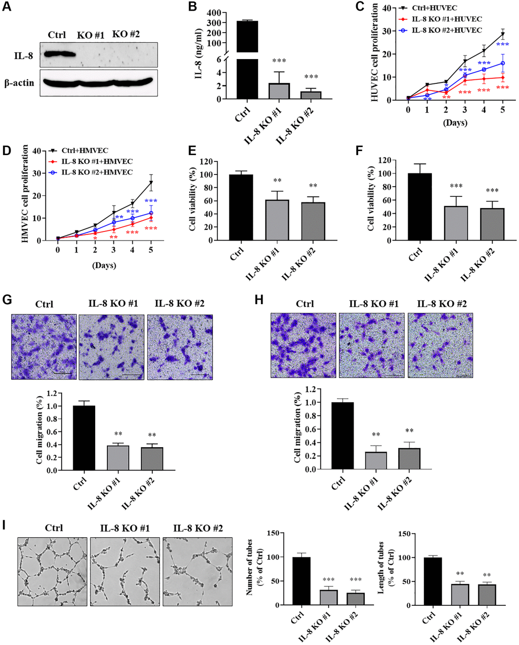 IL-8 knockout in As-T cells impeded vascular endothelial cell proliferation, migration, and tube formation. We generated As-T IL-8 knockout (KO) and control (Ctrl) stable cells using the CRISPR/Cas9 technique. (A) Complete depletion of IL-8 in As-T cells was confirmed using immunoblotting assay. (B) The protein levels of IL-8 in the CM from As-T Ctrl and two IL-8 KO stable cell lines were measured using ELISA assay. (C and D) GFP-positive HUVECs (C) or HMVECs (D) and As-T Ctrl or IL-8 KO cells were mixed in a 1:1 ratio and seeded into 6-well plates. The number of GFP-positive cells was counted on indicated days. ** and ***p p E and F) HUVECs (E) or HMVECs (F) were incubated with the CM from As-T Ctrl and IL-8 KO cells for 4 days. The cell viability was determined by counting the number of trypan blue negative cells. ** and ***p p G and H) Transwell migration assays were performed to evaluate the effects of IL-8 KO on HUVECs (G) or HMVECs (H) migratory ability. HUVECs or HMVECs were plated on the top chamber in 200 μL basic EBM2 medium; the lower chamber was filled with 600 μL CM from As-T Ctrl or IL-8 KO cells. The cells that passed through the membrane were stained with crystal violet and counted under the microscope after 24 h. The images were taken at 10× magnification. Upper panel: representative images; bottom panel: quantification of migrated cells. **p I) A tube formation assay was performed using the CM from control and IL-8-null cells as described above. The images of the tubular structures were taken using an inverted microscope at 4× magnification. Left panel: representative images of the tubular structures. Middle panel: quantification of the number of the tubular structures. Right panel: quantification of the length of the tubular structures. ** and ***p p 