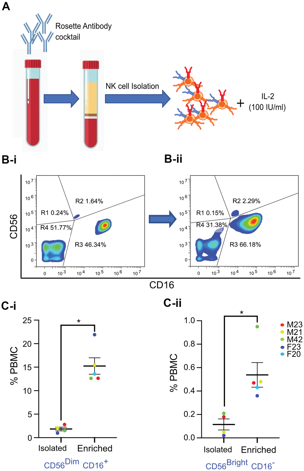 Isolation and enrichment strategy of primary NK cells from human PBMC. (A) Experimental design of the NK cell enrichment strategy. PBMCs were collected from multiple donors (ages 20-42 years old), and NK cells were isolated and enriched. (B) Flow cytometry analysis of CD56 and CD16 expression in NK cells before and after enrichment for a representative donor. (B-i) Before enrichment, 1.64% of NK cells (0.18% of PBMCs) were CD56Bright CD16- and 46.34% of NK cells (2.8% of PBMCs) were CD56Dim CD16+ NK cells. (B-ii) After enrichment, 2.29% of NK cells (0.47% of PBMCs) were CD56Bright CD16- and 66.18% of NK cells (12.6% of PBMCs) were CD56Dim CD16+ NK cells. (C-i) Average percentage of CD56Dim CD16+ NK cell population in PBMCs from five donors. (C-ii) Average percentage of CD56Bright CD16- NK cell population in PBMCs from five donors. Donor sex and age are indicated in the figure. Statistical analysis performed using paired t test. *p 
