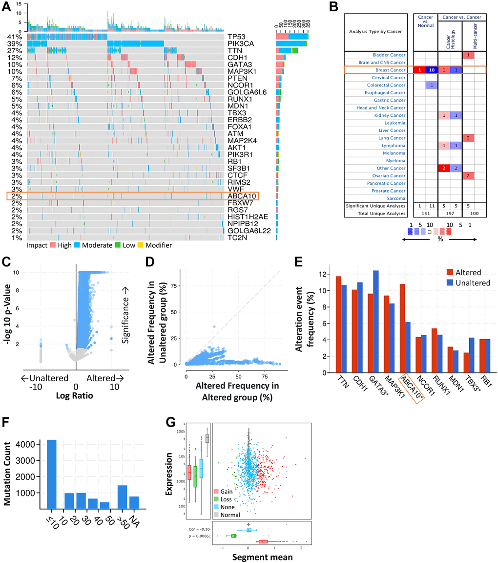 ABCA10 was significantly mutated in breast cancer compared with normal breast tissue. (A) Waterfall Plot of the top 30 mutated genes from TCGA. The bar plot indicates the number of genetic mutations per patient, while the right bar plot displays the number of genetic mutations per gene. (B) The mRNA expression levels of ABCA10 in multiple cancers on ONCOMINE database. Red background with numbers indicates the studies including ABCA10 expression levels meeting our selection standards (with P-values 1.5-fold change and expressed gene rank in the top 10% as our selection threshold) in cancer tissue; Blue (the same selection threshold) in normal tissues. (C, D) Volcano and scatter and volcano plots exhibiting genes associated with alterations in ABCA10 CNA frequency. (E) Box blot representing the 10 most frequently altered genes. (F) Mutation counts in patients with different kinds of cervical cancer in the TCGA dataset. (G) The distribution and correlation of CNVs are labeled as gains and losses, presented as visual ratios.