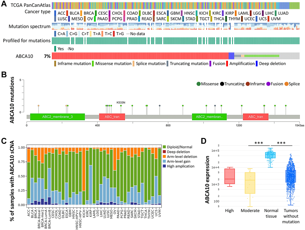 Frequency and type of ABCA10 alterations in breast cancer. (A) Analysis of various mutations in the ABCA10 gene in human cancer data. (B) The graphical view showing the ABCA10 protein domain and the location of specific mutations. (C) The illustration of the definition of somatic cell copy alteration in ABCA10 deletion, arm and chromosome levels. (D) Expression of ABCA10 in different types of mutated tumor tissues.