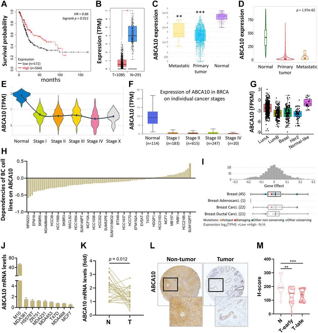 Transcriptional level of ABCA10 in BRCA. (A) Overall survival estimates for ABCA10 mRNA levels from Kaplan-Meier plotter database. (B) Expression of ABCA10 in BRCA and normal tissues. (C, D) ABCA10 expression in normal, BRCA primary tumor and metastatic tumor from different datasets. Violin (E) and box plot (F) to evaluate ABCA10 mRNA expression in BRCA patients based on pathological stage. (G) The mRNA expression level of ABCA10 among different subtypes of BC from TCGA database. (H, I) Significance of dependency of ABCA10 in 84 BRCA cell lines and different subtypes based on the CRISPR screen. (J) mRNA expression of ABCA10 in normal breast cells and multiple breast cancer cells. (K) qPCR analysis of ABCA10 in 30 paired BRCA and non-tumor tissues. N and T represent non-tumor and tumor tissues, respectively. (L) Representative images of ABCA10 staining in BRCA tissues. (M) IHC scores of ABCA10 expression in BRCA tissues. **P ***P 