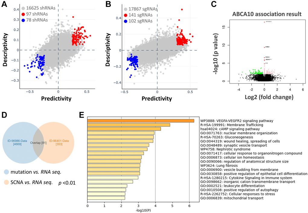 Functional prediction and enrichment analysis of ABCA10 expression in breast cancer. The predictability and descriptiveness between mRNA expression and shRNA (A) and sgRNA (B) functions are plotted with breast cancer cell lines. (C) Genes with shRNA/sgRNA overlap are identified in the positive correlation and negative correlation Venn diagram analysis. (D) Pearson test was used to analyze the differential gene expression related to ABCA10 in BRCA. (E) The top 20 functions of ABCA10 in BRCA are used for enrichment analysis.