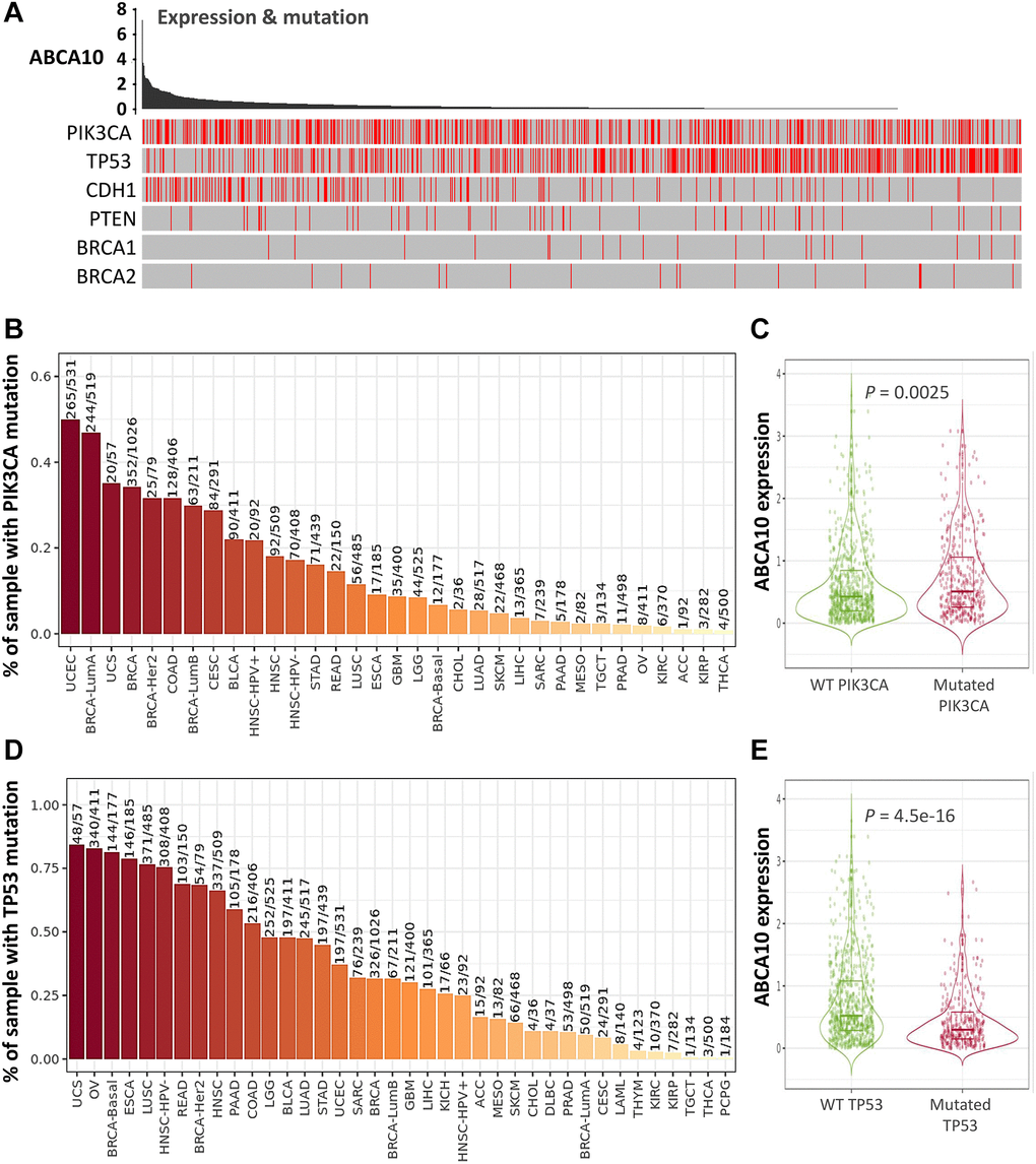 Expression of common mutated genes and ABCA10 in BRCA. (A) Relationship between ABCA10 and the six highly mutated genes in breast cancer. (B) Gene