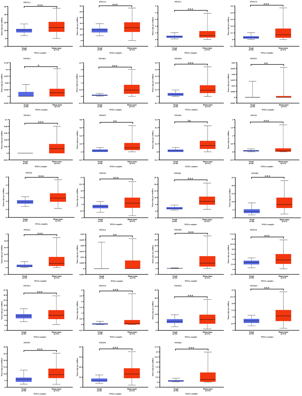 Expression levels of FOX family members were upregulated in HCC patients. 27 FOX proteins were upregulated in HCC patients compared to the normal liver tissues. *P