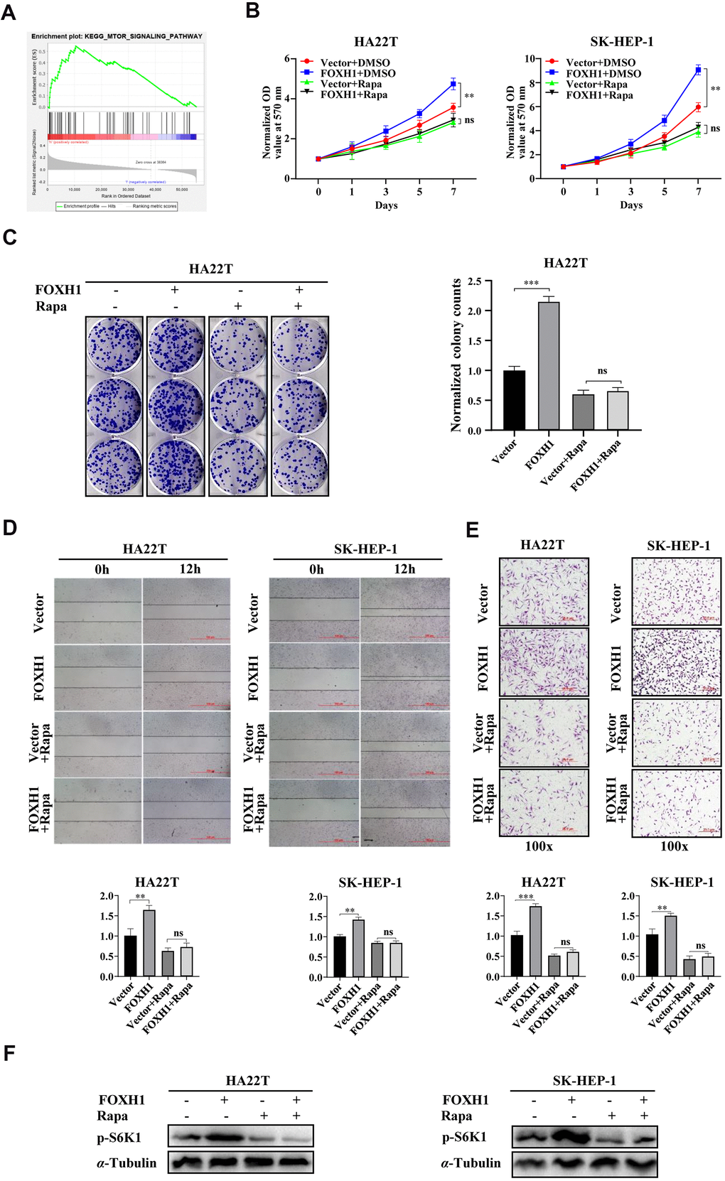 FOXH1 mediated cell growth and cell migration/cell invasion of HCC cells were dependent of mTOR signaling. (A) GSEA KEGG analysis showed that mTOR signaling was enriched in high FOXH1 HCC patients. (B) FOXH1 mediated cell growth of HA22T and SK-HEP-1 cells was blocked by mTOR inhibitor rapamycin (Rapa). (C) Colony formation assay showed that FOXH1 induced cell growth of HA22T cells was attenuated by rapamycin. Left, representative images of colonies. Right, statistical analysis. (D) FOXH1 lost the ability to increase cell migration of HA22T and SK-HEP-1 cells in the presence of rapamycin. Top, representative images of wounding healing assay. Bottom, statistical analysis. (E) FOXH1 failed to increase cell invasion of HA22T and SK-HEP-1 cells in the presence of rapamycin. Top, representative images of invading cells. Bottom, statistical analysis. (F) FOXH1 induced phosphorylation levels of S6K1 were blocked by rapamycin. GAPDH served as loading control. *P**P***P