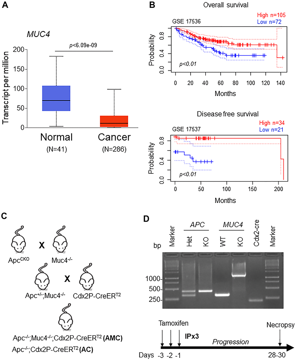 Low MUC4 expression is associated with poor survival in CRC patients. (A) A significant (p B) Increased expression of MUC4 is associated with better overall and disease-free survival in CRC patients’ data sets (GSE 17536 and GSE 17537). (C) Breeding strategy for the generation of a genetically engineered mouse model for Muc4-/- by crossing with Apcflox/flox mice. First-generation of double knockout (Apc-/-;Muc4-/-) animals were further crossed with inducible colon-specific Cre (Cdx2P-Cre ERT2) mice to get final cross (Apc-/-;Muc4-/-;Cdx2P-CreERT2, AMC) and its littermate controls (Apc-/-;Cdx2P-CreERT2, AC). (D) PCR products of Apc and Muc4 and Cdx2-cre animals of genomic DNA. Below, induction of Cre recombination by tamoxifen administration (75 mg/kg body weight, 3x) via intraperitoneally.