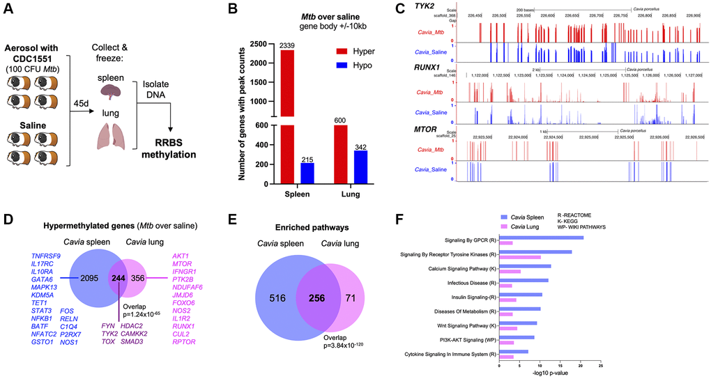 Guinea pigs (Cavia porcellus) with TB exhibited DNA hypermethylation. (A) Infection experimental design; guinea pigs were infected with 100 CFU of Mtb CDC1551. Forty-five days later, spleen and lungs were removed with DNA methylation evaluated by RRBS. (B) Cavia with TB have DNA hypermethylation in lung and spleen when compared to uninfected controls. The number of genes with hypermethylation (red) or hypomethylation (blue) are plotted for each tissue (within 10kb from DMRs). (C) Genome browser (UCSC) view of a few key hypermethylated genes in Cavia with TB (red bars) as compared to non-infected “Saline” (blue bars). The bar plots represent methylation values from a scale of ‘0’ unmethylated (black horizontal axis) to ‘1’ fully methylated. Overall mean values combining both spleen and lungs are plotted. The Cavia scaffold position after alignment is indicated on top for each gene. (D) Shared and unique hypermethylated genes between lung and spleen. (E) Overlap of enriched pathways between Cavia spleen and lung (based on KEGG, Reactome, and Wikipathways) using hypermethylated genes. (F) Selected common pathways relevant to TB disease with their –log10 p-value of enrichment.