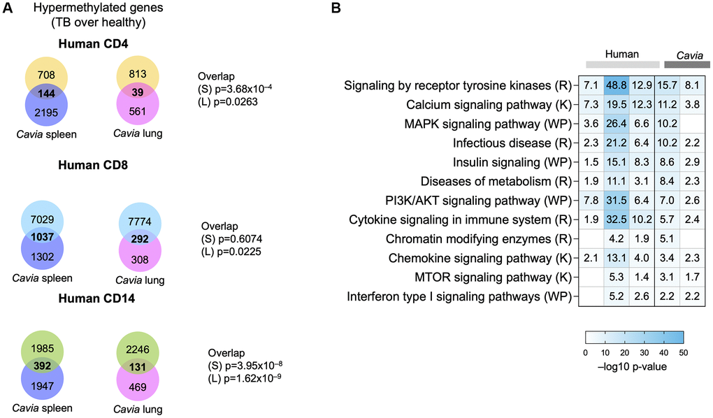 Guinea pigs (Cavia porcellus) with TB exhibited systems-levels similarity with humans with TB. (A) Venn diagrams depicting the overlap between genes with DNA hypermethylation in guinea pig spleen (blue circle), lungs (pink circle) and humans with TB (CD4, yellow circle; CD8, blue circle; CD14, green circle). The p-value of overlap are shown on the side for ‘S’: Spleen; ’L”: Lung. (B) Pathway enrichment analysis (MsigDB GSEA) demonstrating overlap in hypermethylated pathways in humans (light grey bars) and guinea pigs (dark grey bars) with TB. The box colors demonstrate –log 10 p-value of enrichment, with darker shades of blue indicating significance, with the −log10 p-values written in the square. Selected TB-relevant pathways are depicted.