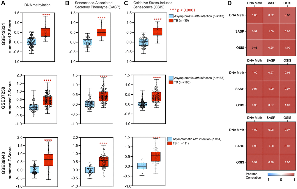 DNA methylation and cellular senescence genes are increased and correlated in TB. A summed z-score for gene expression from each patient was assessed for pathways including DNA methylation (A), SASP (B), and OSIS (C), with all three studies demonstrating increased summed z-scores in TB patients (red box plot) as compared to controls (blue box plot). P-values from a Wilcoxon rank sum test are indicated by asterisks. (D) DNA methylation correlated with senescence pathways using Pearson correlation for GSE42834, GSE37250, and GSE39940 respectively. Abbreviations: SASP: Senescence-associated secretory phenotype; OSIS: Oxidative stress-induced senescence.