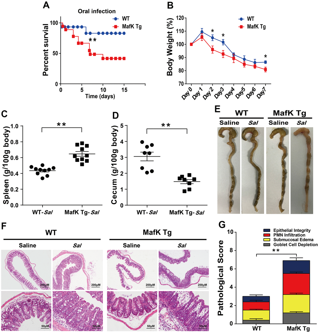 MafK promotes Salmonella mucosal infection. (A) Survival (n = 12 each group). (B) Body weight loss (n = 12 each group). (C) Weight of spleen (n = 10 each group) (D) weight of cecum (n = 8 each group). (E) Representative gross appearance. (F, G) Representative H&E staining of cecum tissue and pathological score. All data are shown as mean ± SEM. Student’s t-test was performed. Log-rank test was used for statistical analysis of animal mortality. Statistical significance is indicated by *p p 