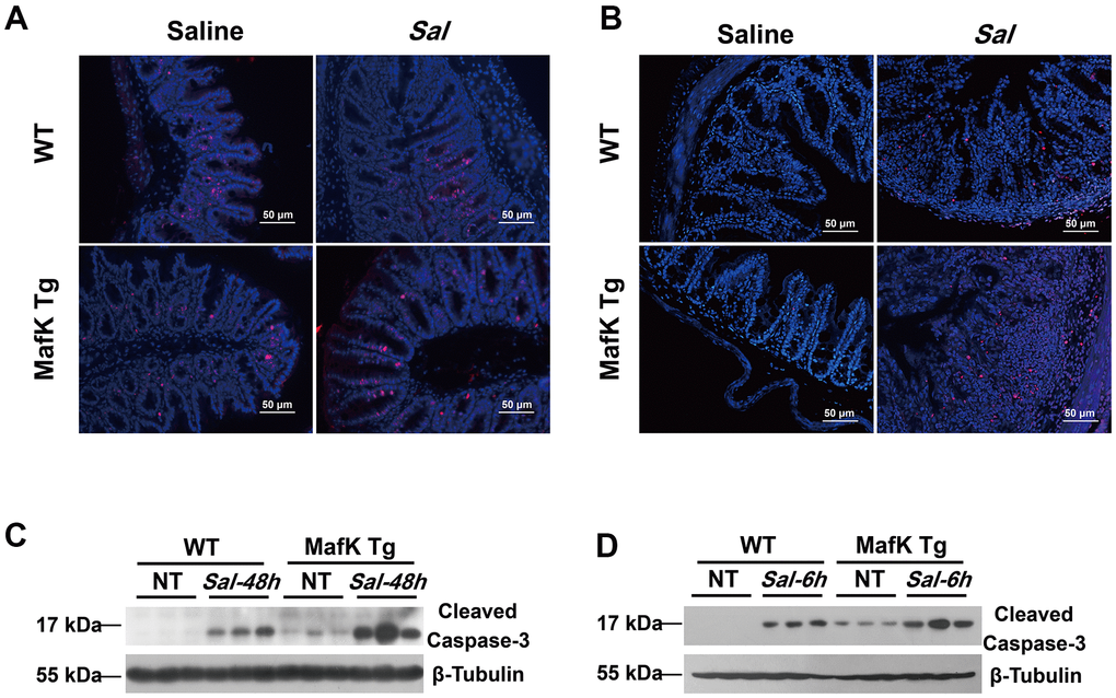 MafK promotes epithelial cell apoptosis following Salmonella oral challenge. (A) Immunofluorescence was performed on cecum sections derived from WT and MafK Tg mice on Day 2 post Salmonella oral infection to examine proliferating cells (Ki-67). (B) Cell death was identified in the cecum by TUNEL staining. Levels of cleaved caspase-3 expression in cecum lysates on Day 2 (C) and 6 h (D) after Salmonella oral infection were determined by western blotting.