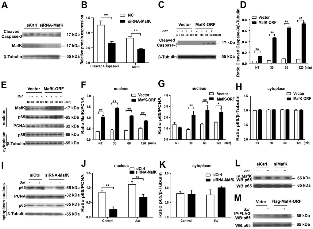 MafK is involved in the activation of caspase-3 and p65. (A, B) Levels of cleaved caspase-3 in siRNA MafK Caco-2 cells and control cells. (C, D) Levels of cleaved caspase-3 in MafK-overexpressing Caco-2 cells and control cells infected with Salmonella. (E–H) Levels of MafK and p65 in MafK-overexpressing Caco-2 cells and control cells infected with Salmonella. (I–K) Levels of p65 in siRNA MafK Caco-2 cells and control cells infected with Salmonella. Levels of p65 in MafK siRNA Caco-2 cells (L) and MafK-overexpressing Caco-2 cells (M). *p p 
