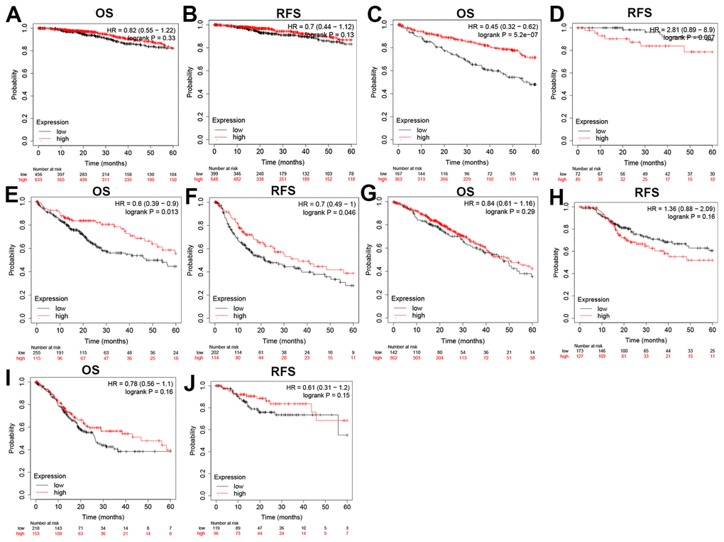 Overall survival (OS) and disease-free survival (RFS) analysis for ZC3H13 in various human cancers determined by the GEPIA database. The OS and RFS plots of ZC3H13 in BRCA (A, B). The OS and RFS plots of ZC3H13 in KIRC (C, D). The OS and RFS plots of ZC3H13 in LIHC (E, F). The OS and RFS plots of ZC3H13 in LUAD (G, H). The OS and RFS plots of ZC3H13 in STAD (I, J).