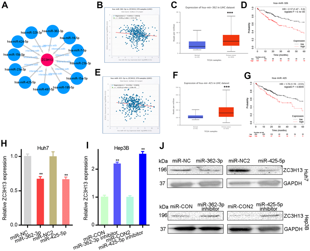 Mir-362-3p/mir-425-5p downregulates ZC3H13 in liver cancer. (A) The miRNA-ZC3H13 regulatory network established by Cytoscape software. (B) ZC3H13 is negatively correlated with miR-362-3p in LIHC analyzed by the starBase database. (C) Mir-362-3p is overexpressed in LIHC analyzed by UALCAN. (D) The prognostic value of miR-362-3p in HCC assessed by Kaplan–Meier plotter. (E) ZC3H13 is negatively correlated with miR-425-5p in LIHC analyzed by the starBase database. (F) Mir-425-5p is overexpressed in LIHC analyzed by UALCAN. (G) The prognostic value of miR-425-5p in HCC assessed by Kaplan–Meier plotter. (H, I) MiR-362-3p/miR-425-5p mimic and inhibitor results detected by qPCR. (J) MiR-362-3p/miR-425-5p mimic and inhibitor results detected by western blot. **P