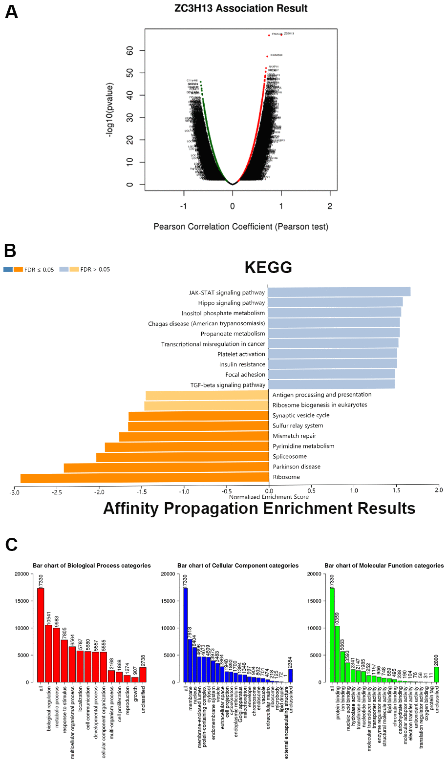 ZC3H13 coexpression genes in LIHC (LinkedOmics). (A) Global ZC3H13 highly correlated genes identified by the Pearson test in LIHC. Red and green dots represent positively and negatively significantly correlated genes with ZC3H13, respectively. (B) KEGG pathways of ZC3H13-correlated genes. (C) Gene Ontology of ZC3H13-correlated genes. KEGG: Kyoto Encyclopedia of Genes and Genomes; LIHC: Liver hepatocellular carcinoma.