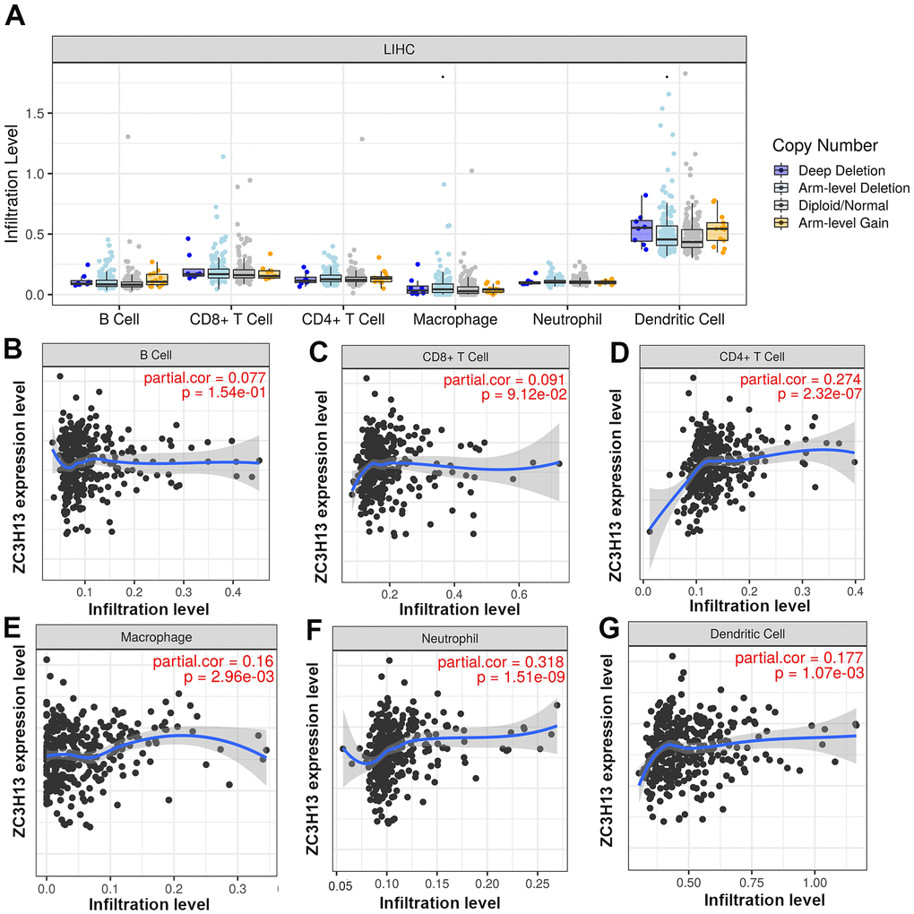(A) The relationship of immune cell infiltration with ZC3H13 levels in HCC. (B–G) The infiltration level of various immune cells under different expression levels of ZC3H13 in HCC. The correlation of ZC3H13 expression level with B cell (B), CD8+T cell (C), CD4+T cell (D), macrophage (E), neutrophil (F), or dendritic cell (G) infiltration level in HCC.