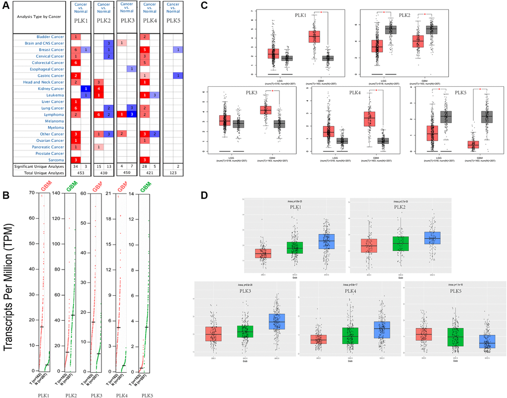 Expression levels of PLKs in TCGA and CGGA databases. (A) Expression levels of PLKs in patients with GBM. (B) Gene Expression Profile shows the expression of PLKs between GBM (red) and normal tissue (green) via GEPIA2. (C) Box plot shows the expression of PLKs between brain tumor (red) and normal tissue (grey) via GEPIA2. The “*” indicates that the p-value is statistically significant. (D) Box plot shows the expression of PLKs in different WHO classes via CGGA database.