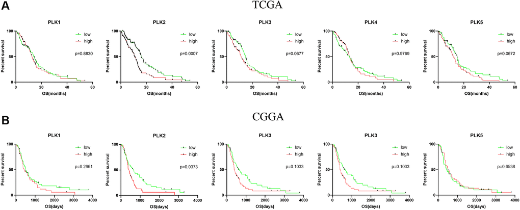 Kaplan-Meier analysis of the prognostic value of PLKs. (A) The TCGA databases. (B) The CGGA databases.