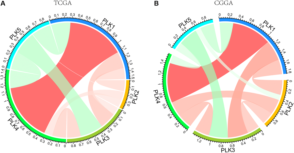 PLK correlations with each other using TCGA (A) and CGGA (B) databases.