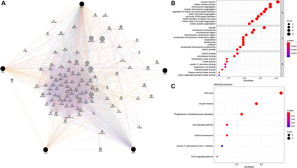 PLK network and the functional enrichment of GO terms and KEGG pathways. (A) The network of PLKs. (B) The functional enrichment of GO. (C) The functional enrichment of KEGG pathways.