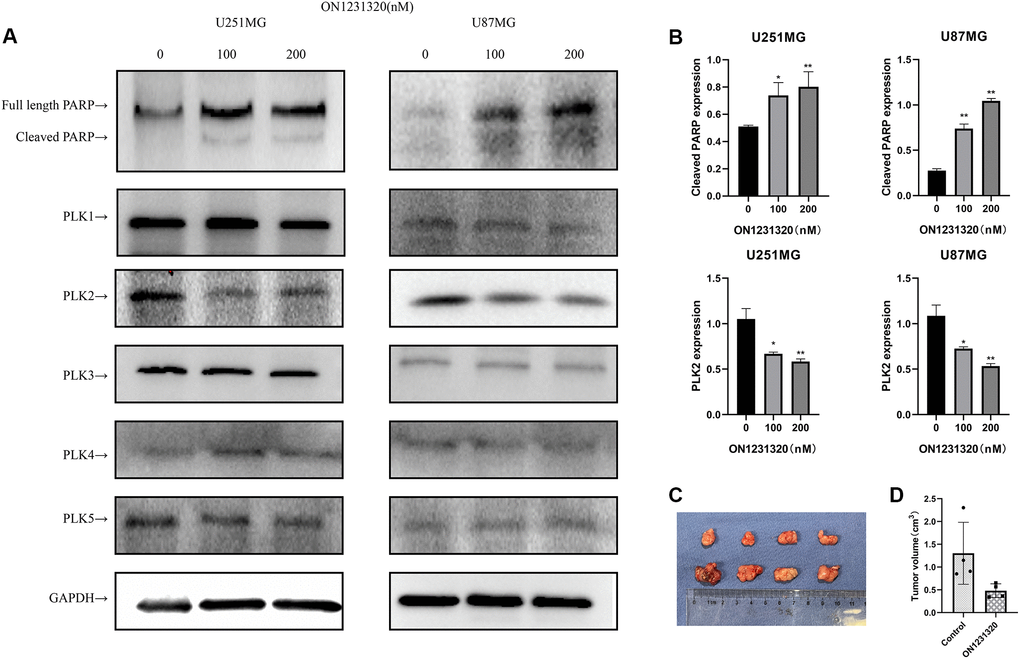 (A) The expression of cleaved PARP and PLKs in ON1231320 treated cells was detected using western blotting. (B) Quantitative results of immunoblots. (C) ON1231320 inhibits tumor growth in vivo. (D) Quantitative results of tumor volumes. *P **P 