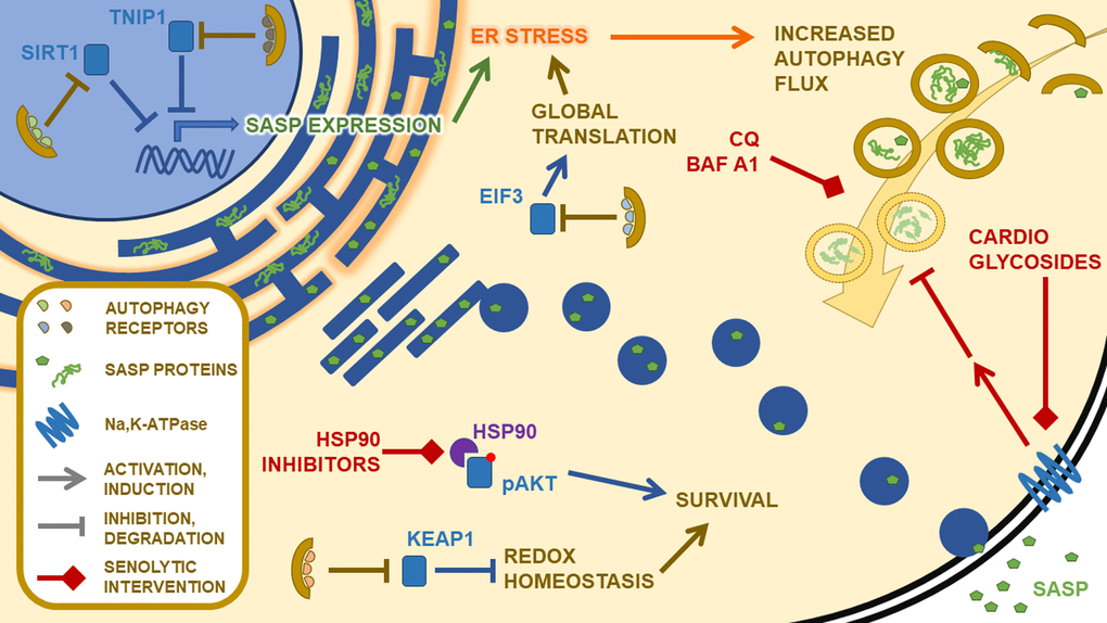 Targeting the proteostasis network in senescence.