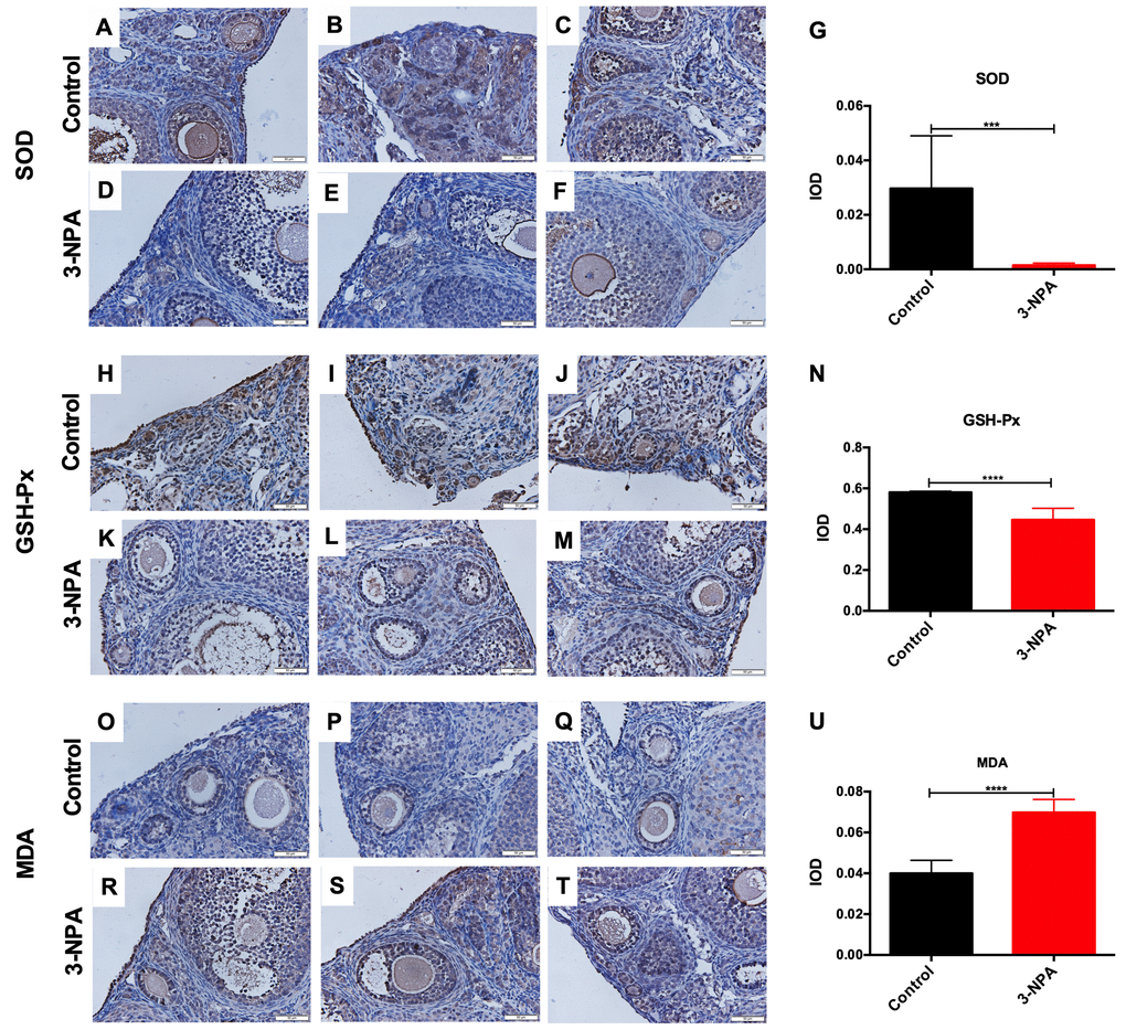 Comparison of ovarian oxidative stress-related changes between the control and 3-NPA groups. (A–U) SOD expression was lower (A–G), GSH-Px expression was lower (H–N), and MDA expression was higher (O–U) in GCs from 3-NPA mice than in those from control mice (Triplicates slides in each group, N=8 in all assays; *P