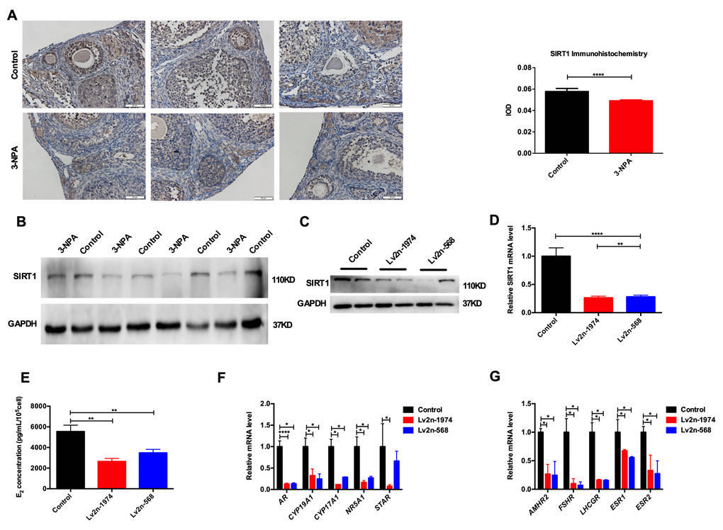 SIRT1 is involved in the function of human GCs. (A) SIRT1 was downregulated in the 3-NPA model group in immunohistochemistry (Triplicates slides in each group). (B) SIRT1 was downregulated in the 3-NPA model group in western blot (Quadruplicates samples in each group). (C, D) SIRT1 was knocked down using a lentivirus. (E) Estrogen synthesis decreased after SIRT1 knockdown. (F) Genes related to estrogen synthesis were down-regulated after SIRT1 knockdown. (G) Functional receptors were down-regulated in GCs after SIRT1 knockdown (*P