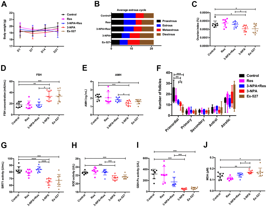 Res improves ovarian function by activating SIRT1. (A) No changes in body weight. (B) Ex-527 and 3-NPA prolonged the mean length of the diestrus phase and decreased the mean length of the estrous phase, while Res had the opposite effect. (C) Ex-527 and 3-NPA decreased the ovarian index and Res increased the ovarian index. (D) Ex-527 and 3-NPA increased serum FSH levels, and Res decreased these levels. (E) Ex-527 and 3-NPA decreased serum AMH levels and Res increased these levels. (F) Ex-527 and 3-NPA decreased the number of primordial follicles. (G) Ex-527 and 3-NPA decreased SIRT1 activity, while Res increased it. (H, I) Ex-527 and 3-NPA could decrease SOD (H) and GSH-Px (I) activity, while Res could increase SOD (H) and GSH-Px (I) activity. (J) Ex-527 and 3-NPA increased MDA activity, while Res decreased this activity (N=8 in all assays; *P