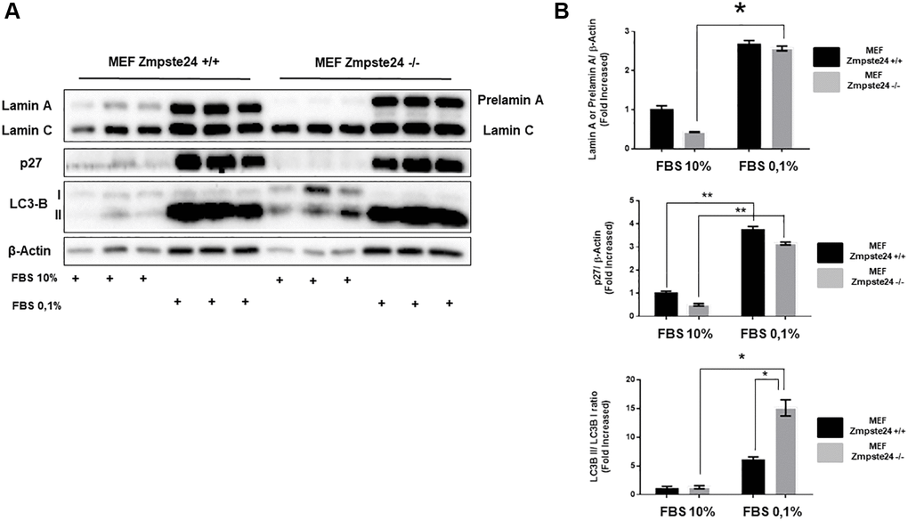 The blockade of the cell cycle causes a prelamin A accumulation in immortalized MEF Zmpste24 KO cells. (A) Immunoblot analysis of Lamin A (in MEF Zmpste24 WT cells), prelamin A (in MEF Zmpste24 KO cells), p27 and LC3B II-I ratio using β actin as loading control, in the cell extracts with FBS reduction (n = 3). (B) The plot indicates the quantification data of Lamin A or prelamin A/β-actin ratio, p27/β-actin ratio and LC3B II/LC3B I ratio of MEF Zmpste24 WT and KO in both in growth state and in nutrient deprivation. Data represent the mean ± standard error of the mean (SEM). Differences were determined by Dunnett's multiple comparisons test. *p **p n = 3).