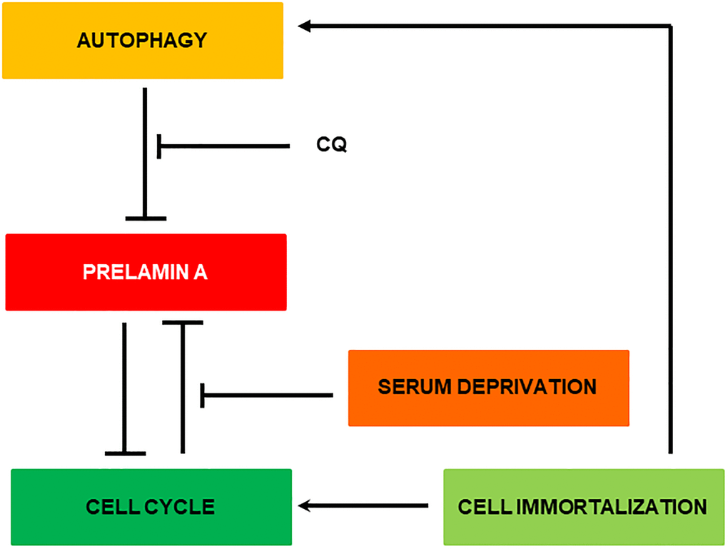 Representative scheme of the possible clearance mechanism of prelamin A in MEF Zmpste24 KO.