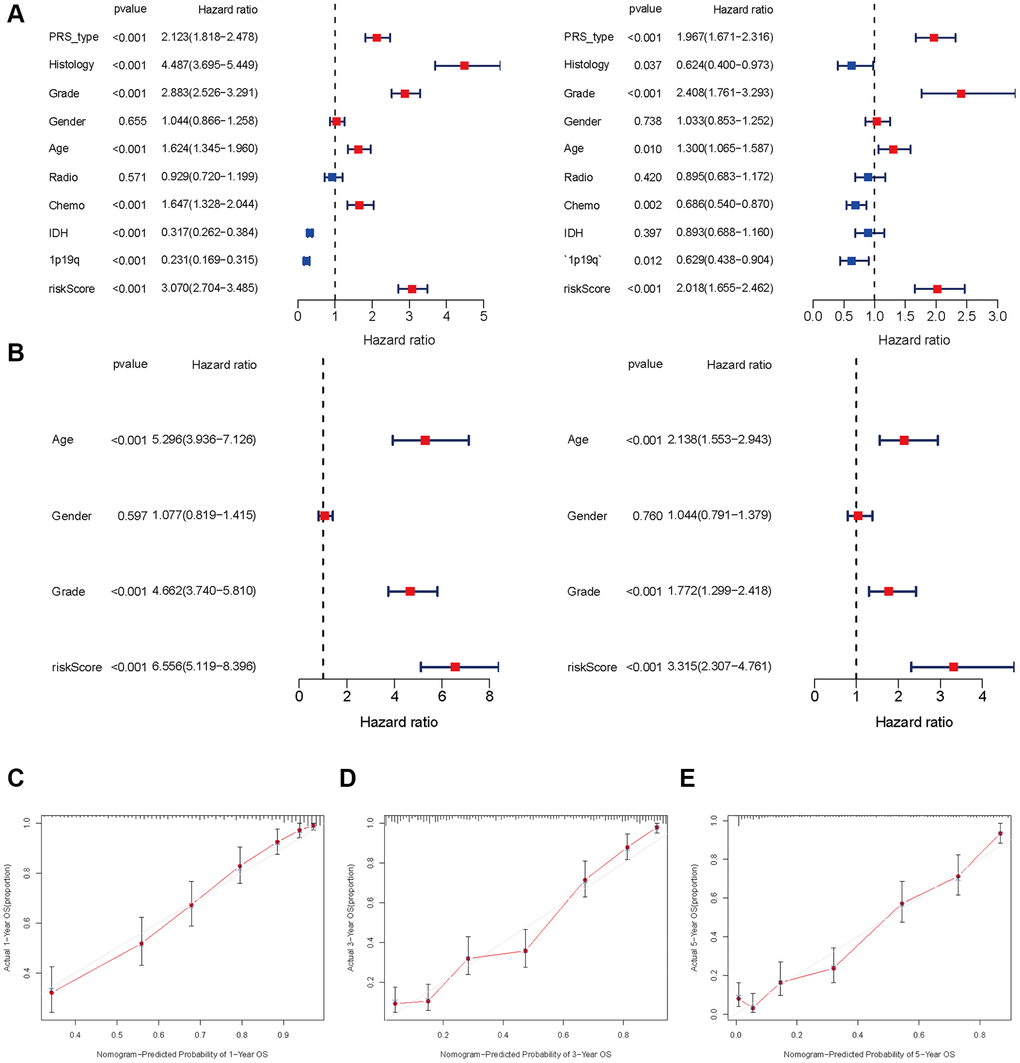 Independent prognosis analysis of risk score. (A and B) Univariate and multivariate cox forest plot of risk score in CGGA and TCGA. (C–E) Calibration plots of the nomogram for predicting the probability of OS at 1, 3, and 5 years in the CGGA.