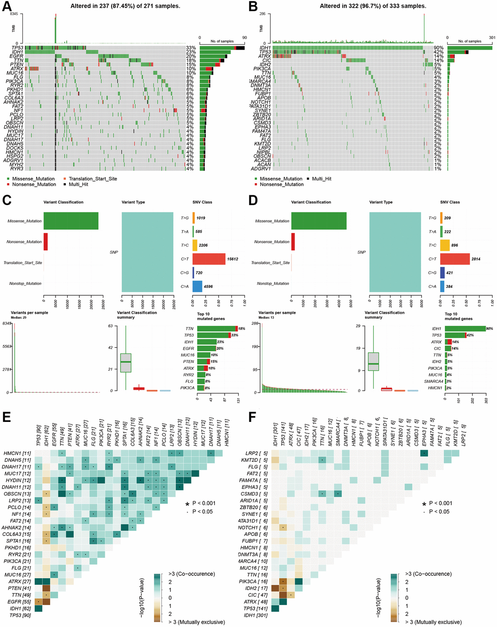 Landscape of mutation profiles between high- and low-risk glioma patients. (A and B) Waterfall plots showed the mutations information in each sample of high- and low-risk group glioma patients. (C and D) The variant classification in high-and the low-risk group glioma patients. (E and F) The exclusive and co-occurrence in high-and the low-risk group glioma patients.