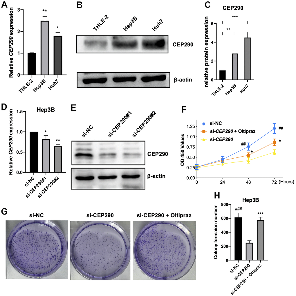 Verification of CEP290 expression levels in liver cancer cells. (A, B) CEP290 levels in HCC cells were measured by qRT–PCR and WB. (C) The quantification of protein expression of CEP290 in diverse cell lines. (D, E) CEP290 interference reduced mRNA and protein expression in Huh7 cells. (F) Cell proliferation measured by CCK-8 assay after CEP290 interference. (G, H) Representative images (left) and quantification (right) of colony formation capacity. (*p p p p p 