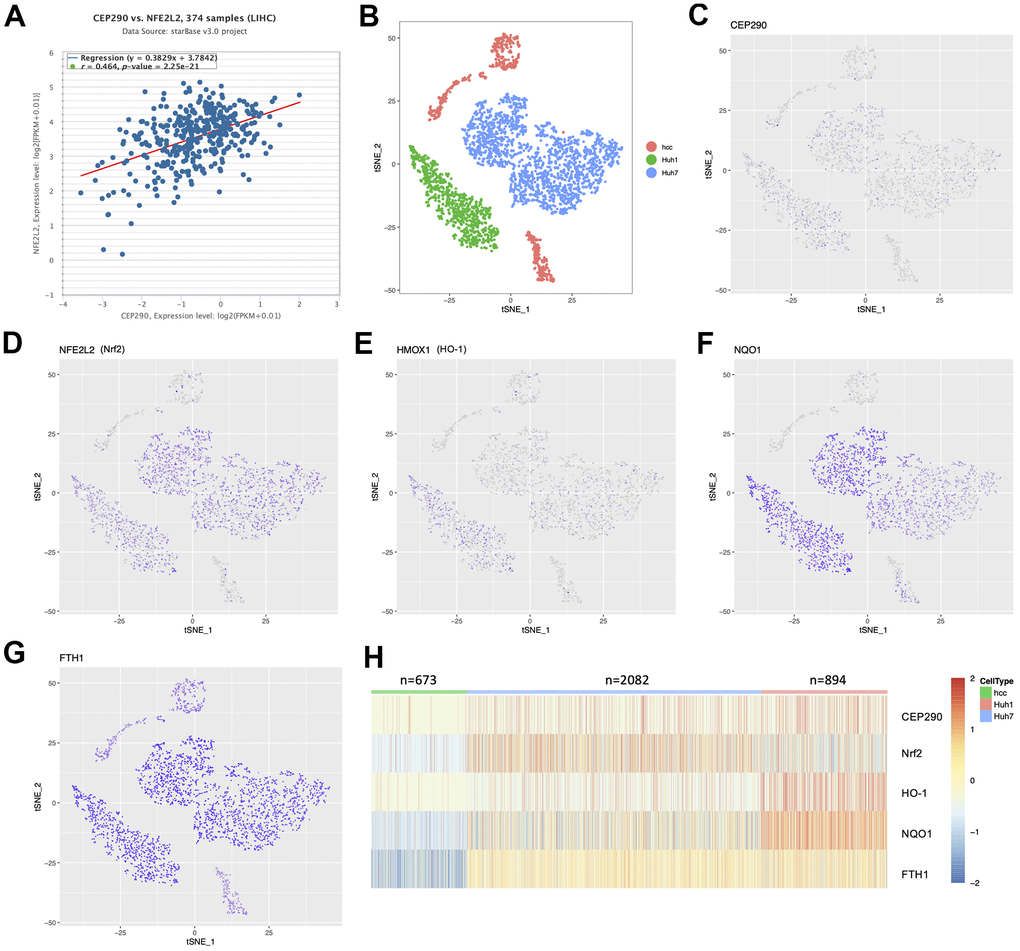 The expression distribution between CEP290 and Nrf2 pathway members in single-cell profiling. (A) Co-expression correlation analysis using the TCGA-LIHC RNA-Seq cohort (n=374). (B) t-SNE map shows three liver cancer cell classes. Each dot represents one cell. (C–H) Profile of target expression (scRNA-Seq) based on the t-SNE plot from Figure 6B.