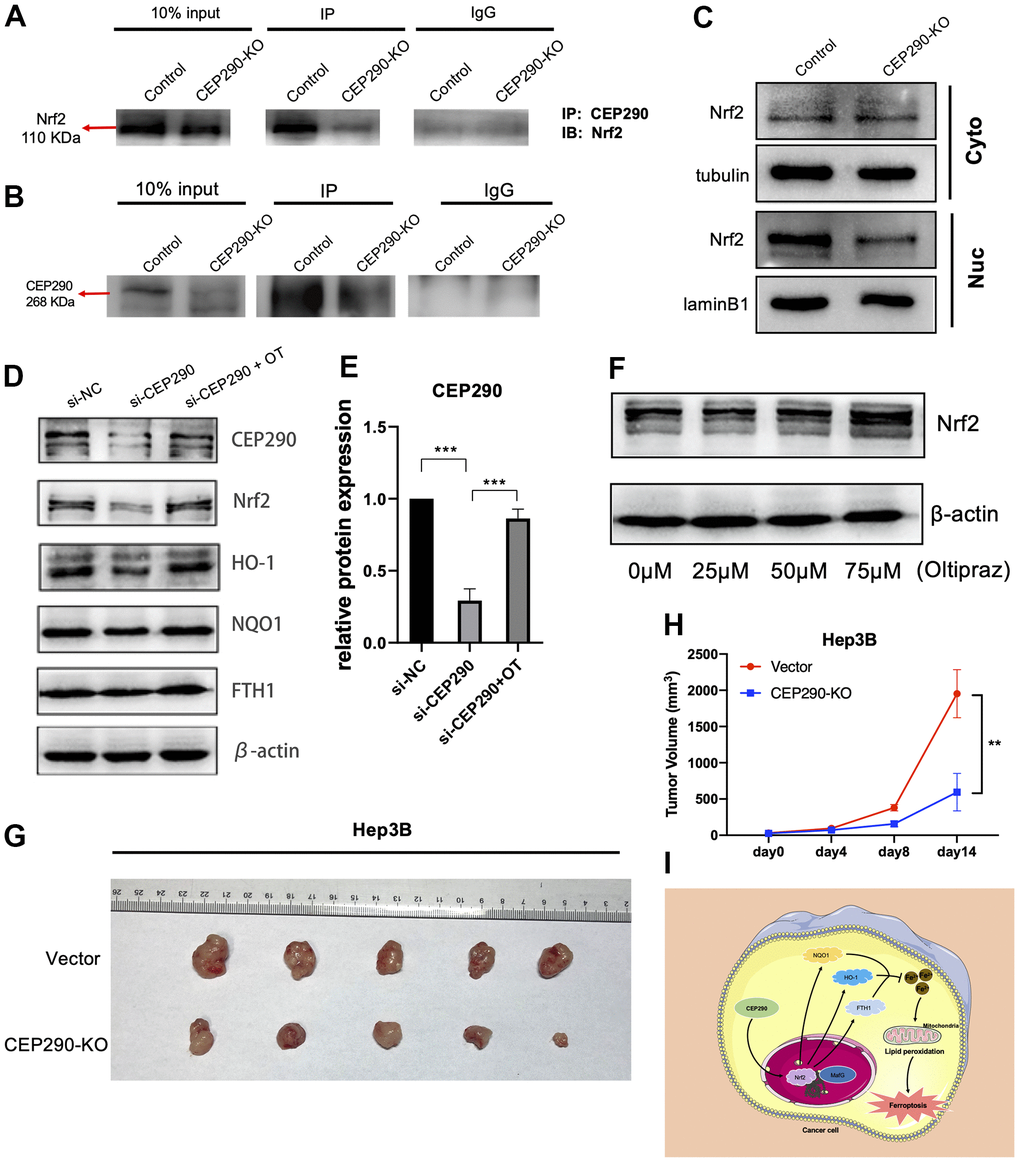 CEP290 knockout inhibits tumor growth in vivo. (A, B) The interaction between CEP290 and Nrf2 was analyzed by WB and immunoprecipitation in Hep3B cells. (C) Nrf2 expression in nuclear extracts after CEP290 knockout. (D) Following CEP290 silencing, the protein expression of Nrf2 and the respective downstream members (HO-1, FTH1 and NQO1) were detected by WB, and (E) the protein levels of CEP290 were quantified. (F) Selection of optimal oltipraz dose. (G) Gross appearances of tumors. Male nude mice (six weeks old, n = 5 for each group) were subcutaneously injected with Hep3B and CEP290-KO Hep3B cells (2 × 106) on the right flank. The mouse tumors were collected 2 weeks after implantation. (H) Xenograft tumor sizes were determined in mice bearing tumors. (I) A proposed model of the CEP290/Nrf2 axis activation in HCC. All results are presented as the mean ± SD; **p p 