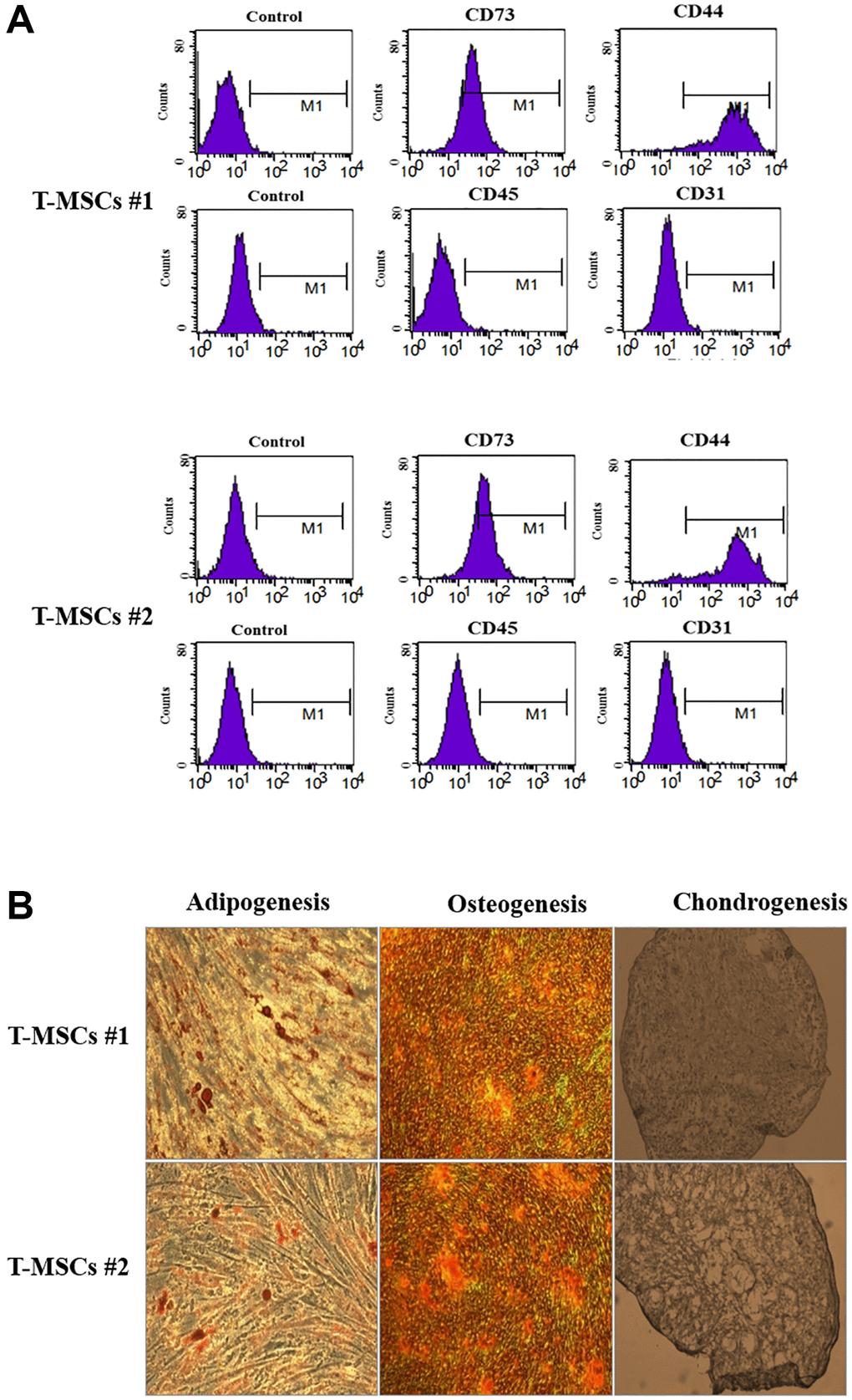 Characterization of human tonsil mesenchymal stem cells (T-MSCs). Surface marker profiling determined by fluorescence-activated cell sorting in T-MSCs. The cells were positive for CD73 and CD44 and negative for CD45 and CD31; the upper panel is T-MSCs #1 and the lower panel is T-MSCs #2 (A). The adipogenesis, chondrogenesis, and osteogenesis of T-MSCs were examined by oil red staining, alizarin red staining, and Alcian blue staining, respectively; the upper panel is T-MSCs #1 and the lower panel is T-MSCs #2 (B).