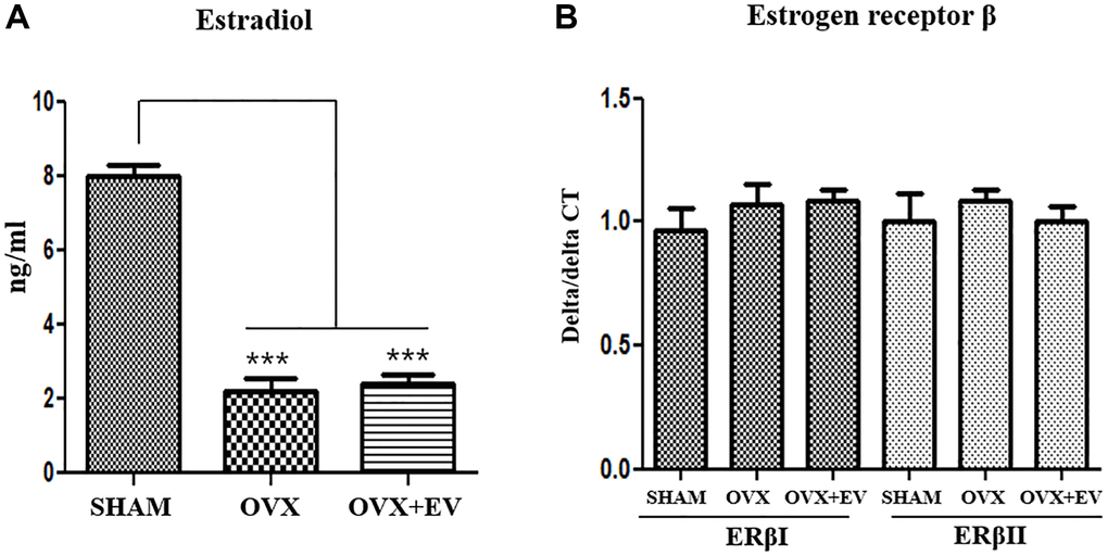 Serum estradiol levels and expression of estrogen receptor β. Serum estradiol levels were lower in the OVX group than in the SHAM group. Exosome treatment did not affect the serum estradiol levels (A). Quantitative polymerase chain reaction analysis of genes encoding representative estrogen receptor β in the submandibular gland. The expression of ERβI and ERβII did not change between the groups (B). One-way ANOVA test; ***p 