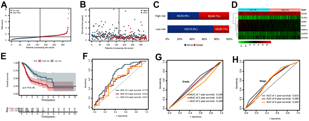 Prognostic value of the cancer driver gene (CDG) signature in The Cancer Genome Atlas (TCGA) training set. (A) Distribution of risk scores per patient. (B) Relationships between overall survival (OS) status and survival time of gastric cancer (GC) patients ranked on the basis of risk score. (C) Comparison of mortality risk between the two groups in TCGA cohort. (D) Heatmap representing the expression profiles of the seven CDGs. (E) Kaplan-Meier analysis of OS between high- and low-risk groups in TCGA set. (F) Time-dependent receiver operating characteristic (ROC) analysis for OS prediction in TCGA set. (G) Time-dependent ROC analysis for grade prediction in TCGA set of OS. (H) Time-dependent ROC analysis for stage prediction in TCGA set of OS.
