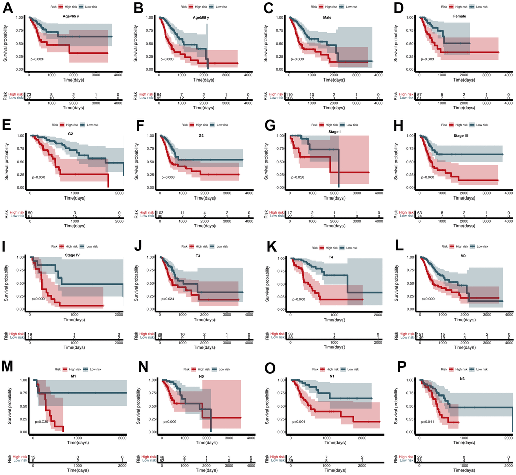 Subgroup analysis of the cancer driver gene (CDG) signature. (A) Age B) Age ≥ 65 years, (C) Male, (D) Female, (E) G2, (F) G3, (G) Stage I, (H) Stage III, (I) Stage IV, (J) T3, (K) T4, (L) M0, (M) M1, (N) N0, (O) N1, and (P) N3.