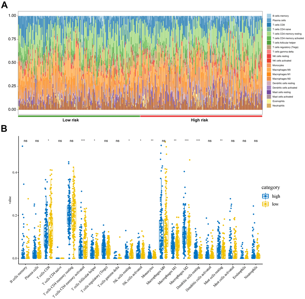 Tumor immunity analysis based on the CDG signature. (A) Relative proportion of immune cells between high- and low-risk groups. (B) Violin plot depicting differences in the abundances of 22 types of immune cells between the high- and low-risk groups.