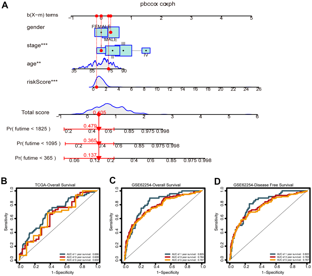 Construction of the nomogram. (A) A nomogram for predicting one-, three-, and five-year overall survival (OS) generated by integrating the risk score, age, gender, and stage. (B) Time-dependent receiver operating characteristic ROC curves of the nomogram for OS prediction from the training set. (C) Time-dependent ROC curves of the nomogram for OS prediction from the validation set. (D) Time-dependent ROC curves of the nomogram for DFS predictions from the validation set.