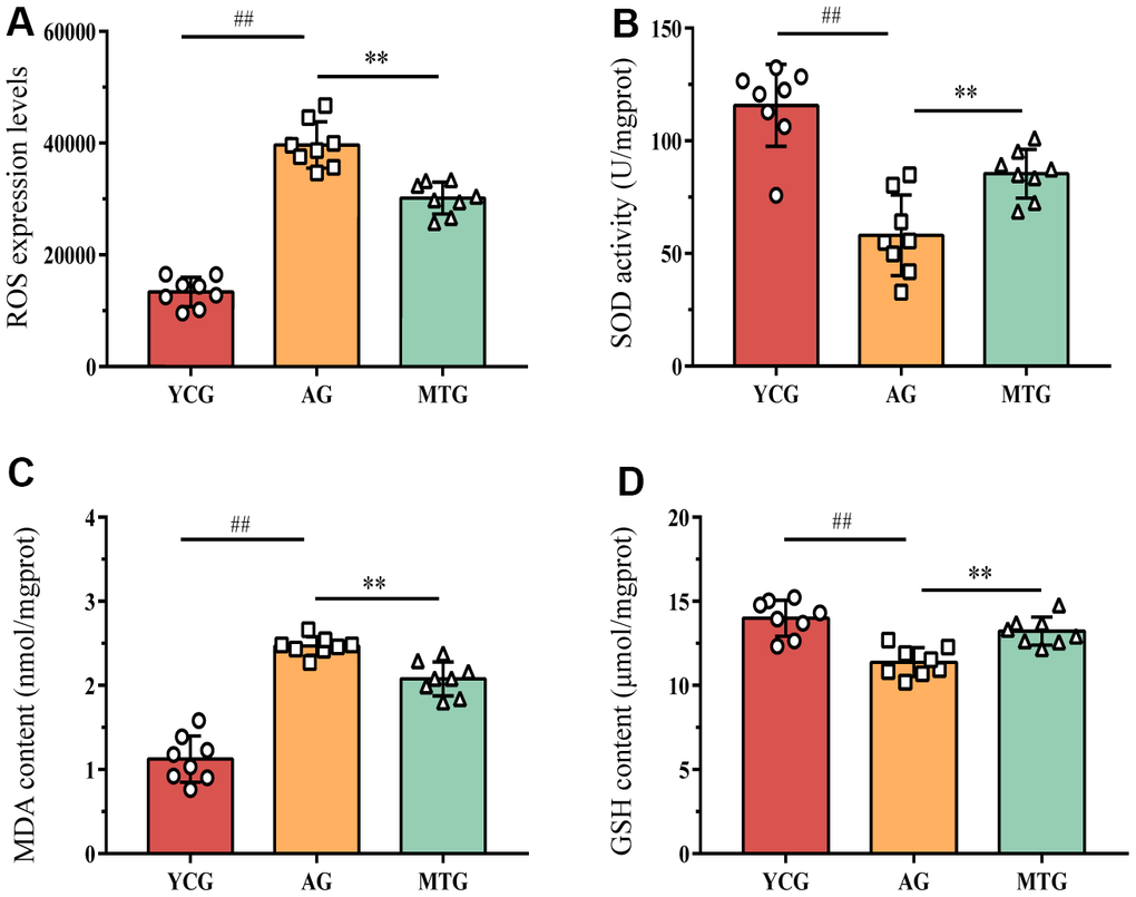 MT modified the redox balance of lumbar IVDs by promoting antioxidant capacity. (A–D) The level of ROS, the activity of superoxide dismutase SOD, and the content of MDA and GSH were detected to assess the effects of MT on oxidative balance. Values are expressed as the mean ± SD (N = 8). Compared with the YCG, ##P **P 