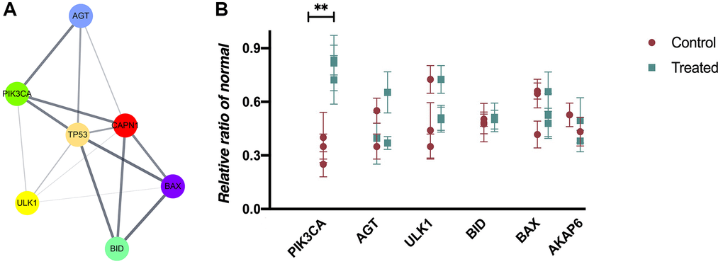 PPI network composition and hub gene selection. (A) Cytoscape software and STRING database are used to construct a PPI network on the overlapping DEGs. (B) The mRNA expressions in mouse blood from control and AS groups (P 