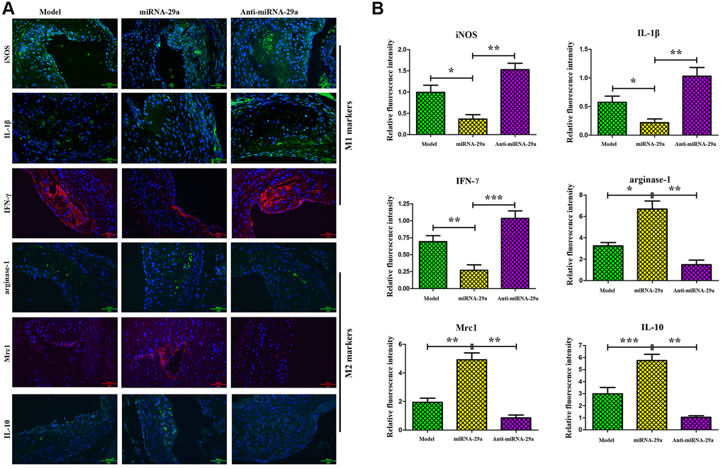 MiR-29a increases the expressions of M2-like macrophages markers (Arginase-1, Mrc-1 and IL-10) and decreases the expressions of M1-like macrophages markers (iNOS, IL-1β and IFN-γ) in vivo. (A) The expressions of these proteins are detected by immunofluorescence assay. (B) The relative fluorescence intensities of Arginase-1, Mrc-1, IL-10, iNOS, IL-1β and IFN-γ. Data are expressed as the mean ± SD. P 