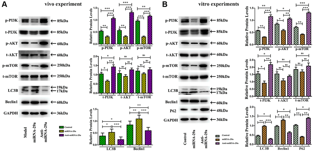 MiR-29a overexpression inhibits AS by increasing autophagy and suppressing PI3K/AKT/mTOR pathway. (A) Western blotting reveals that the protein expressions of p-PI3K, total-PI3K, p-AKT, and p-mTOR are decreased, while those of Beclin 1 and LC3II are increased in miR-29a group in vivo. (B) Western blotting reveals that the protein expressions of p-PI3K, total-PI3K, p-AKT, p-mTOR and P62 are decreased, while those of Beclin 1 and LC3II are increased in miR-29a group in vitro.