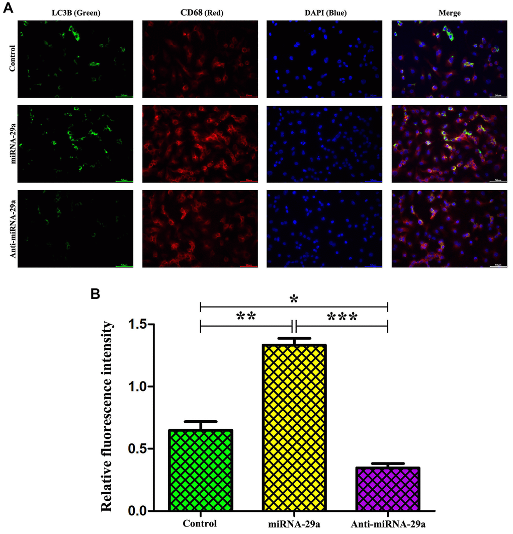 MiR-29a elevation enhances macrophage autophagy. (A) Administration of miR-29a significantly up-regulates the expression of LC3II in macrophages. (B) The quantitative analysis of relative fluorescence intensity reveals that the expression of LC3II is increased, but it was significantly decreased by anti-miR-29a in miR-29a group. Data are expressed as the mean ± SD. P 