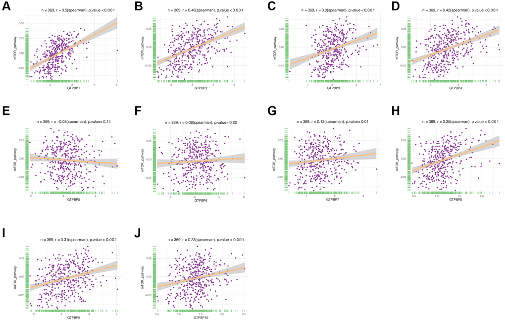 Correlation analysis of GTPBP family and mTOR pathway. (A–J) GTPBP1, GTPBP2, GTPBP3, GTPBP4, GTPBP7, GTPBP8, GTPBP9, GTPBP10 were correlated with mTOR signaling pathway.