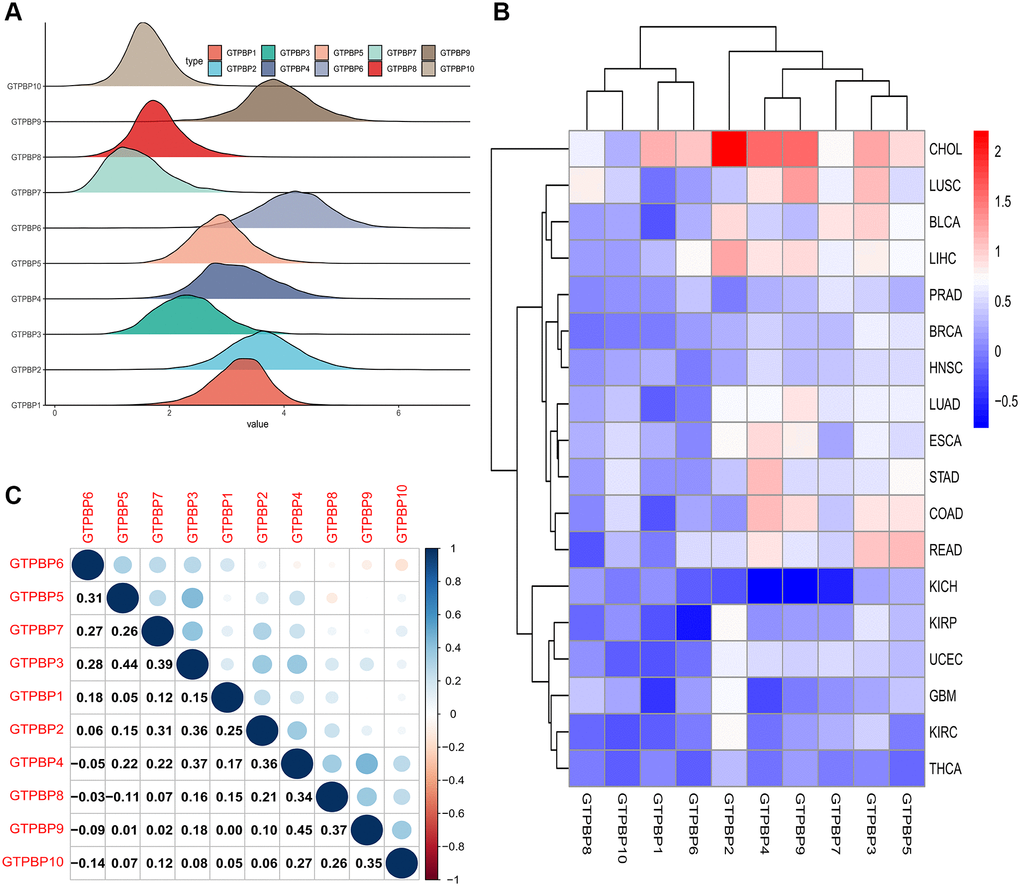 Expression of GTPBP family across cancers and the relationship between the GTPBP members. (A) The Ridgeline Plot showed the fluctuation of GTPBPs expression in the data: The steeper the mountain, the more concentrated the data distribution is, and there are few discrete values between the data. The flatter the mountain, the more fragmented the data. (B) The heat map of the expression of the GTPBP family in each cancer compared to normal tissue: red represents upregulated expression, blue represents downregulated expression, and the shade of the color represents the degree of difference. (C) The graph of the correlation values among the GTPBP members.